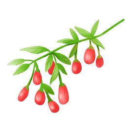 枸杞