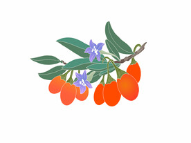 枸杞
