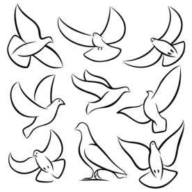 鸽子