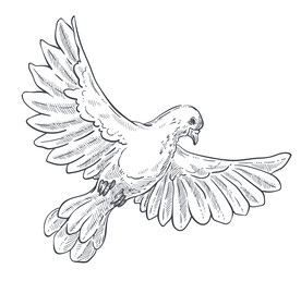 鸽子