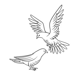 鸽子