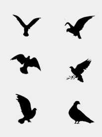 鸽子