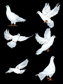 鸽子