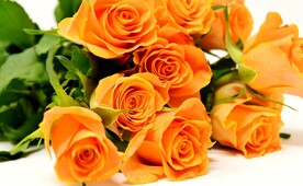 玫瑰