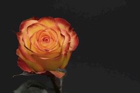 玫瑰