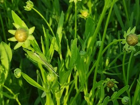 植物与蜻蜓