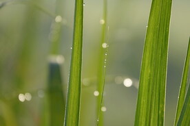草叶特写图片