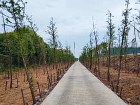 乡村小路