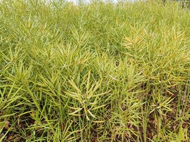 大片油菜籽