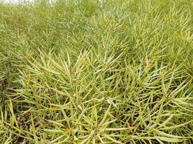 油菜籽果实