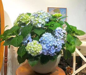 绣球花