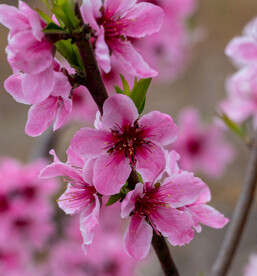 桃花 