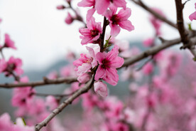 桃花 