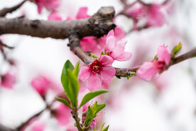 桃花
