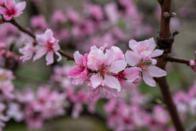 桃花 