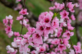 桃花 