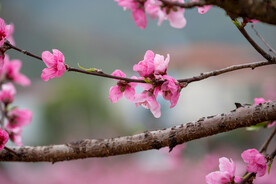 桃花 