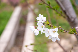 桃花 