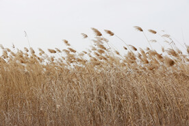 芦苇花絮