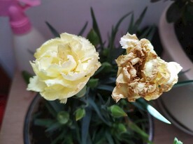 枯荣