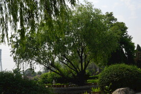 公园风景  