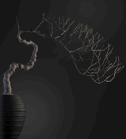 C4D模型 盆栽 