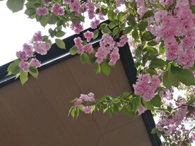 重瓣樱花