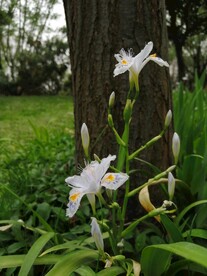 鸢尾花