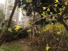迎春花