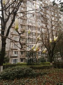 玉兰