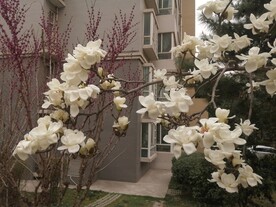 玉兰