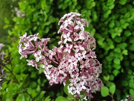 丁香花