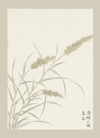 传统节气花卉