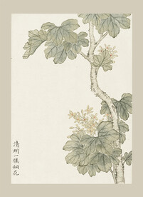 传统节气花卉