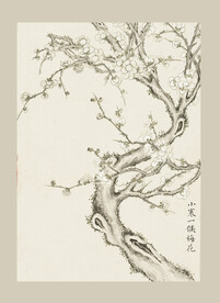 传统节气花卉