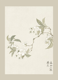 传统节气花卉
