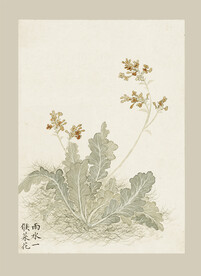 传统节气花卉