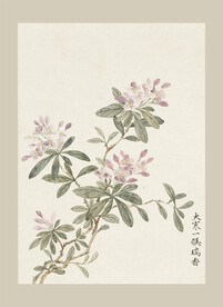 传统节气花卉