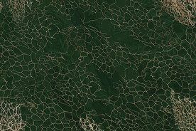 植物干枯纹理背景