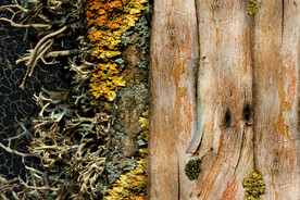 植物干枯纹理背景