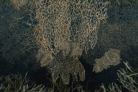 植物干枯纹理背景