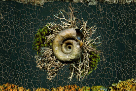 蜗牛植物干枯背景