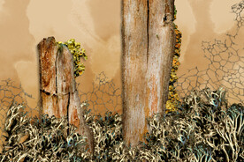 植物干枯纹理背景