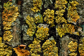 植物干枯纹理背景