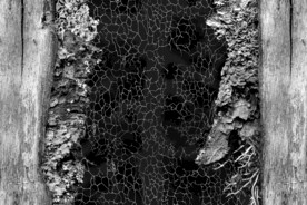 黑白调植物干枯纹理背景