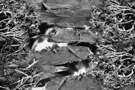 黑白调植物干枯纹理背景