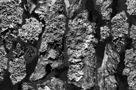 黑白调植物干枯纹理背景