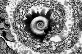 黑白调蜗牛植物干枯背景