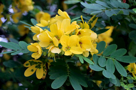黄槐决明花