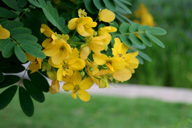 黄槐决明花